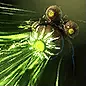 [DNT] Lightless Stalker