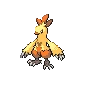 Combusken Shiny