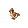 Pidgey