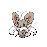 Cinccino